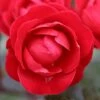 Precious Ruby Floribunda Rose 3L 1 Precious Ruby Floribunda Rose 3L -GreenHaven Shop 1046871