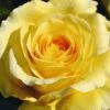 Sommergold Climbing Rose 4L Pot -GreenHaven Shop 1046877