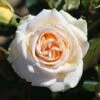 Timeless Cream Hybrid Tea Rose 3L -GreenHaven Shop 1083834