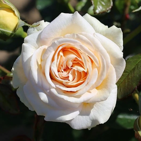 Timeless Cream Hybrid Tea Rose 3L 3 Timeless Cream Hybrid Tea Rose 3L