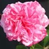 Timeless Pink Hybrid Tea Rose 3L