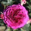Timeless Purple Hybrid Tea Rose 3L -GreenHaven Shop 1083836