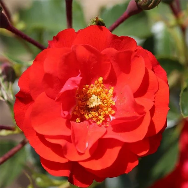 'Grandpa's Rose' Gift Rose 4.5L 2 'Grandpa's Rose' Gift Rose 4.5L