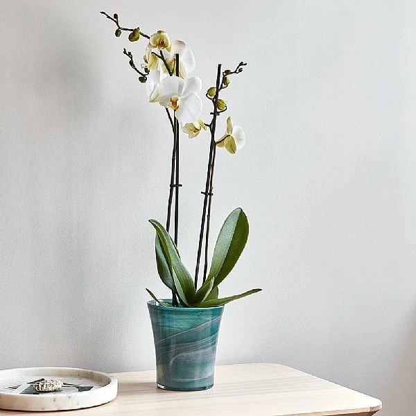 Ivyline Flared Orchid Pot Cover Teal 14cm 4 Ivyline Flared Orchid Pot Cover Teal 14cm - Image 2