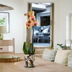 Kew Botanical Retreat Planter With Saucer 16cm 10 Kew Botanical Retreat Planter With Saucer 16cm -GreenHaven Shop 1227745 4