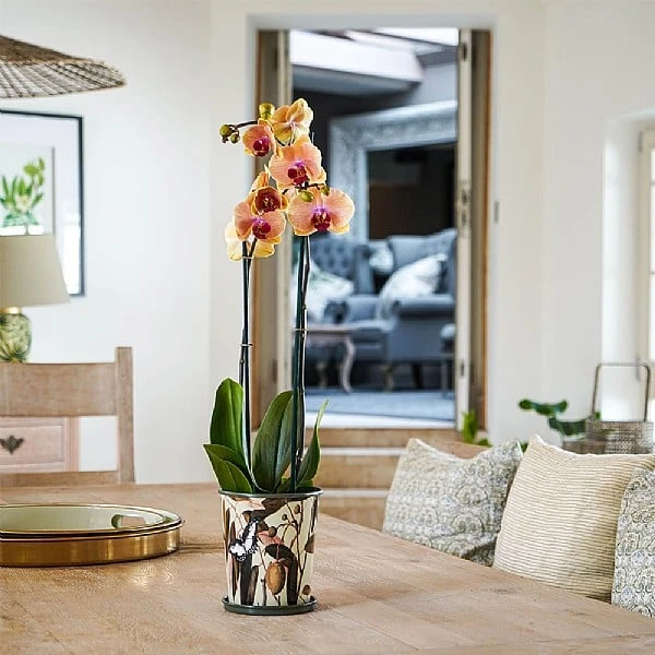 Kew Botanical Retreat Planter With Saucer 16cm 6 Kew Botanical Retreat Planter With Saucer 16cm - Image 4