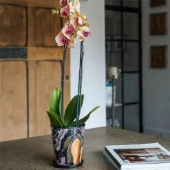 Kew Eclectic Orangery Planter With Saucer 14cm -GreenHaven Shop 1227766 4