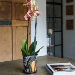 Kew Eclectic Orangery Planter With Saucer 16cm 9 Kew Eclectic Orangery Planter With Saucer 16cm -GreenHaven Shop 1227767 4