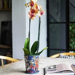 Kew Temperate House Planter With Saucer 14cm 11 Kew Temperate House Planter With Saucer 14cm -GreenHaven Shop 1227771 5