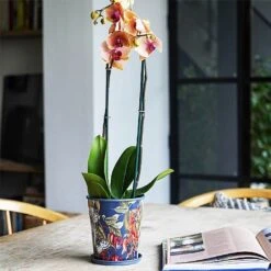 Kew Temperate House Planter With Saucer 16cm 11 Kew Temperate House Planter With Saucer 16cm -GreenHaven Shop 1227772 5