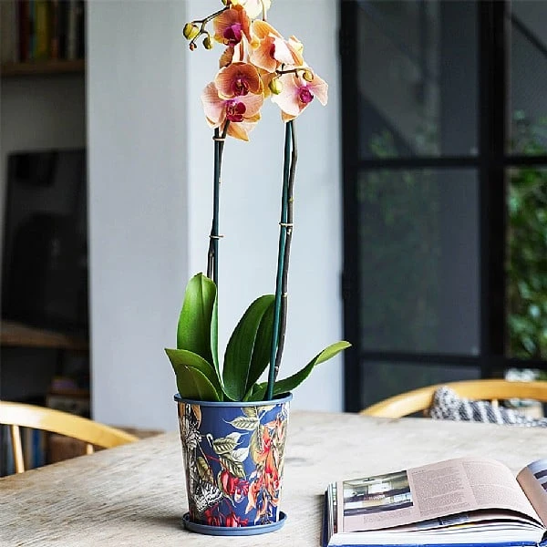 Kew Temperate House Planter With Saucer 16cm 7 Kew Temperate House Planter With Saucer 16cm - Image 5