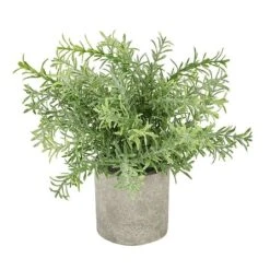 Rosemary Plant Stone Pot