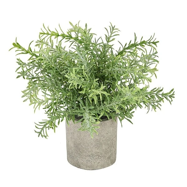 Rosemary Plant Stone Pot 3 Rosemary Plant Stone Pot