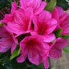 Azalea Corany - 3 Ltr Pot 1 Azalea Corany - 3 Ltr Pot -GreenHaven Shop 129016