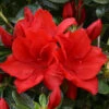 Azalea Santa Maria - 3 Ltr Pot -GreenHaven Shop 129026