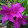 Azalea Blue Danube - 3 Ltr Pot -GreenHaven Shop 16734