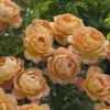 Lady Of Shalott Shrub Rose 6L 2 Lady Of Shalott Shrub Rose 6L -GreenHaven Shop 518042