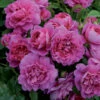 Princess Anne Shrub Rose 6L -GreenHaven Shop 621287