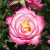 Handel Climbing Rose - 4 Ltr Pot 2 Handel Climbing Rose - 4 Ltr Pot -GreenHaven Shop 660679
