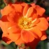 'Sunseeker' Patio Rose 3L -GreenHaven Shop 662636