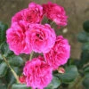 Starlight Express Climbing Rose - 4 Ltr Pot -GreenHaven Shop 667491