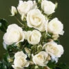 Iceberg Floribunda Rose - 3 Ltr Pot 1 Iceberg Floribunda Rose - 3 Ltr Pot -GreenHaven Shop 677664