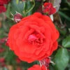 Trumpeter Floribunda Rose - 3 Ltr Pot -GreenHaven Shop 677677
