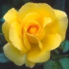 My Lovely Mum Floribunda Rose - 3 Ltr Pot 2 My Lovely Mum Floribunda Rose - 3 Ltr Pot -GreenHaven Shop 677703