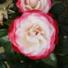 Nostalgia Floribunda Rose - 3 Ltr Pot 2 Nostalgia Floribunda Rose - 3 Ltr Pot -GreenHaven Shop 677714