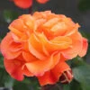 Precious Amber Floribunda Rose - 3 Ltr Pot -GreenHaven Shop 677719