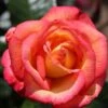 Sheila's Perfume Floribunda Rose 3L -GreenHaven Shop 677729