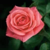Showtime Floribunda Rose - 3 Ltr Pot 2 Showtime Floribunda Rose - 3 Ltr Pot -GreenHaven Shop 677730