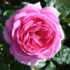 Mum In A Million Floribunda Rose - 3 Ltr Pot -GreenHaven Shop 677746