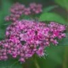 Spiraea 'Double Play Artist' -GreenHaven Shop 702468