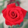 Happy Ruby Wedding Hybrid Tea Rose - 3 Ltr Pot 2 Happy Ruby Wedding Hybrid Tea Rose - 3 Ltr Pot -GreenHaven Shop 761042