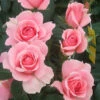 You're Beautiful Floribunda Rose - 3 Ltr Pot 2 You're Beautiful Floribunda Rose - 3 Ltr Pot -GreenHaven Shop 761053