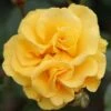 Precious Gold Floribunda Rose 3L -GreenHaven Shop 817988