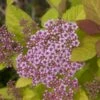 Spiraea 'Double Play Big Bang' 1 Spiraea 'Double Play Big Bang' -GreenHaven Shop 824701