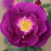 Rhapsody In Blue Floribunda Rose 3L -GreenHaven Shop 867389