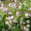 Blush Noisette Climbing/Rambling Rose 6L -GreenHaven Shop 868959
