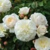 Tranquillity Fragrant English Shrub Rose 6L -GreenHaven Shop 869106
