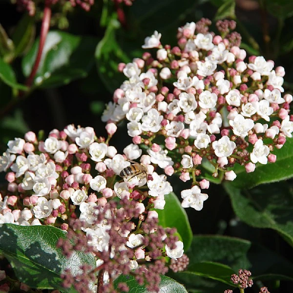 Viburnum Tinus 'Lisarose' 3 Viburnum Tinus 'Lisarose'