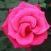 Timeless Charisma Hybrid Tea Rose 3L 1 Timeless Charisma Hybrid Tea Rose 3L -GreenHaven Shop 914173