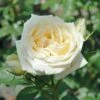 Countess Of Wessex Shrub Rose 4L -GreenHaven Shop 914196