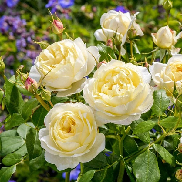 Vanessa Bell Shrub Rose 6L 3 Vanessa Bell Shrub Rose 6L
