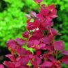Berberis Thunbergii 'Orange Rocket' -GreenHaven Shop BEORO