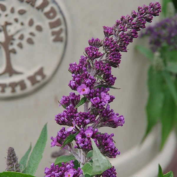 Buddleja 'Rocket Star Orchid' 3 Buddleja 'Rocket Star Orchid'
