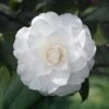 Camelia Japonica 'White'
