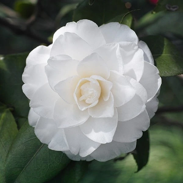 Camelia Japonica 'White' 3 Camelia Japonica 'White'