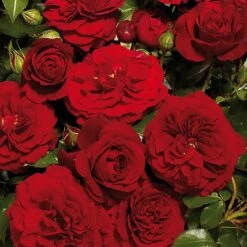 Carimba Courtyard Climbing Rose